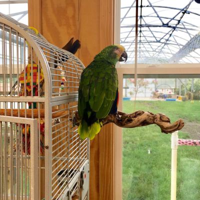 blue fronted Amazon named Sam.